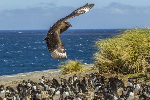 Bleaker Island Falkland skua over penguin colony